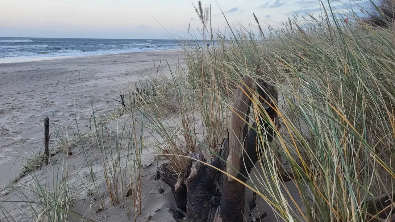 Piasek, trawy morskie i dryfujące drewno na plaży. Władysławowo atrakcje zimą to spacery po pustej plaży i podziwianie morza.