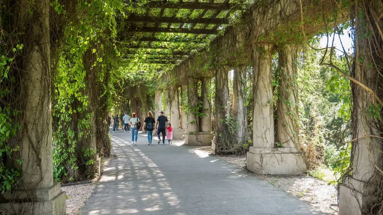Pergola porośnięta bluszczem, idealne miejsce na spacer. Warto zobaczyć, co zwiedzić we Wrocławiu, np. ten urokliwy zakątek.