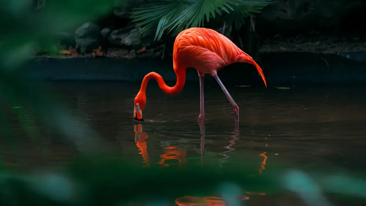 Różowy flaming pochyla się nad wodą, szukając pożywienia. Takie miejsca, gdzie żyją flamingi, są pełne życia.
