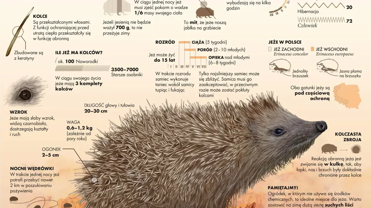Ciekawostki o zwierzętach: jeż, jego kolce, dieta, sen zimowy, rozmnażanie i występowanie w Polsce. Jeże zwijają się w kulkę, by chronić się kolcami.