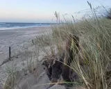 Piasek, trawy morskie i dryfujące drewno na plaży. Władysławowo atrakcje zimą to spacery po pustej plaży i podziwianie morza.