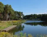 Drewniany pomost nad jeziorem, otoczony lasem sosnowym i trawami. Widok na **złoty potok Częstochowa** w słoneczny dzień.