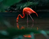 Różowy flaming pochyla się nad wodą, szukając pożywienia. Takie miejsca, gdzie żyją flamingi, są pełne życia.