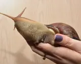 Ogromny ślimak, największy jaki widziałem, spoczywa na dłoni. Jego ciało jest wilgotne i błyszczące, a muszla brązowa i spiralna.