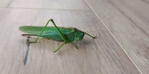 Zielony konik polny z długimi czułkami i skrzydłami spoczywa na drewnianej podłodze.