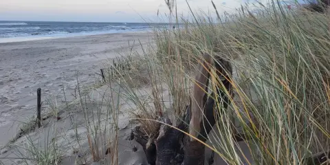 Piasek, trawy morskie i dryfujące drewno na plaży. Władysławowo atrakcje zimą to spacery po pustej plaży i podziwianie morza.