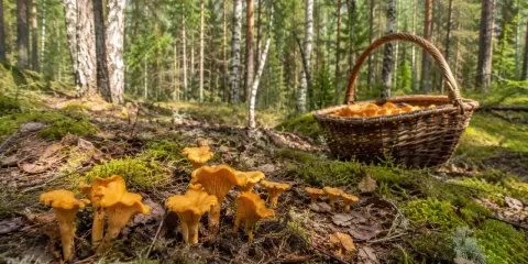 W jakich lasach rosną kurki? W lesie sosnowym, wśród mchu i paproci, pełen koszyk złotych kurek czeka na zbieracza.