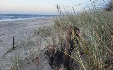 Piasek, trawy morskie i dryfujące drewno na plaży. Władysławowo atrakcje zimą to spacery po pustej plaży i podziwianie morza.