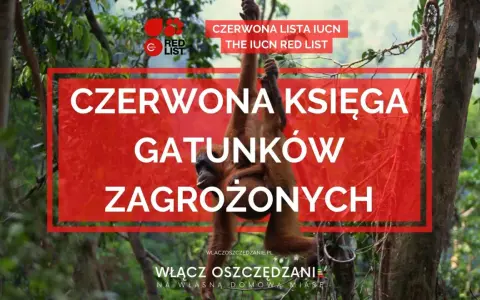 Orangutan z dzieckiem wisi na drzewie. Nad nimi napis "CZERWONA KSIĘGA GATUNKÓW ZAGROŻONYCH", informujący o liście IUCN.