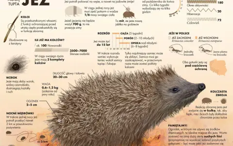 Ciekawostki o zwierzętach: jeż, jego kolce, dieta, sen zimowy, rozmnażanie i występowanie w Polsce. Jeże zwijają się w kulkę, by chronić się kolcami.