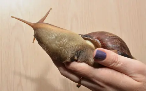 Ogromny ślimak, największy jaki widziałem, spoczywa na dłoni. Jego ciało jest wilgotne i błyszczące, a muszla brązowa i spiralna.