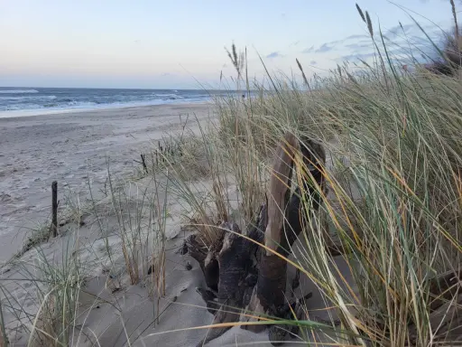 Piasek, trawy morskie i dryfujące drewno na plaży. Władysławowo atrakcje zimą to spacery po pustej plaży i podziwianie morza.