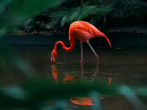 Różowy flaming pochyla się nad wodą, szukając pożywienia. Takie miejsca, gdzie żyją flamingi, są pełne życia.
