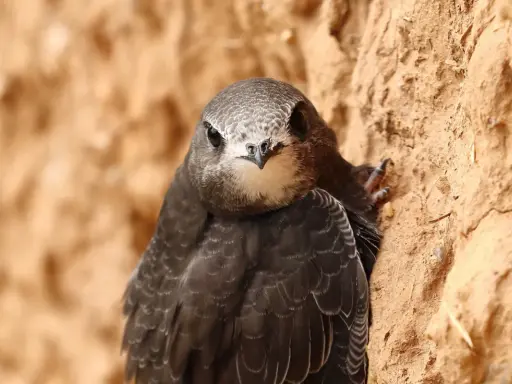 Jerzyk, ptak zjadający tysiące komarów dziennie, siedzi na piaszczystej skarpie.