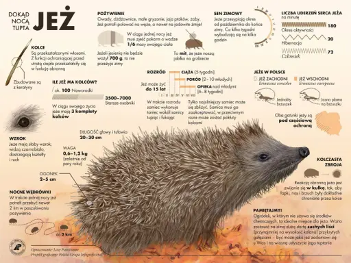 Ciekawostki o zwierzętach: jeż, jego kolce, dieta, sen zimowy, rozmnażanie i występowanie w Polsce. Jeże zwijają się w kulkę, by chronić się kolcami.