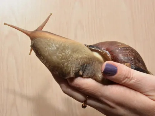 Ogromny ślimak, największy jaki widziałem, spoczywa na dłoni. Jego ciało jest wilgotne i błyszczące, a muszla brązowa i spiralna.