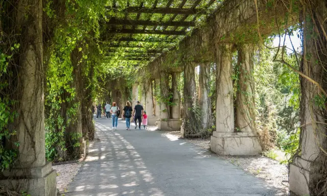 Pergola porośnięta bluszczem, idealne miejsce na spacer. Warto zobaczyć, co zwiedzić we Wrocławiu, np. ten urokliwy zakątek.