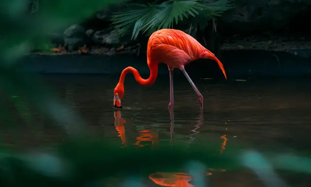 Różowy flaming pochyla się nad wodą, szukając pożywienia. Takie miejsca, gdzie żyją flamingi, są pełne życia.