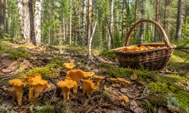 W jakich lasach rosną kurki? W lesie sosnowym, wśród mchu i paproci, pełen koszyk złotych kurek czeka na zbieracza.