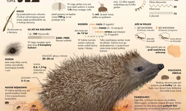 Ciekawostki o zwierzętach: jeż, jego kolce, dieta, sen zimowy, rozmnażanie i występowanie w Polsce. Jeże zwijają się w kulkę, by chronić się kolcami.