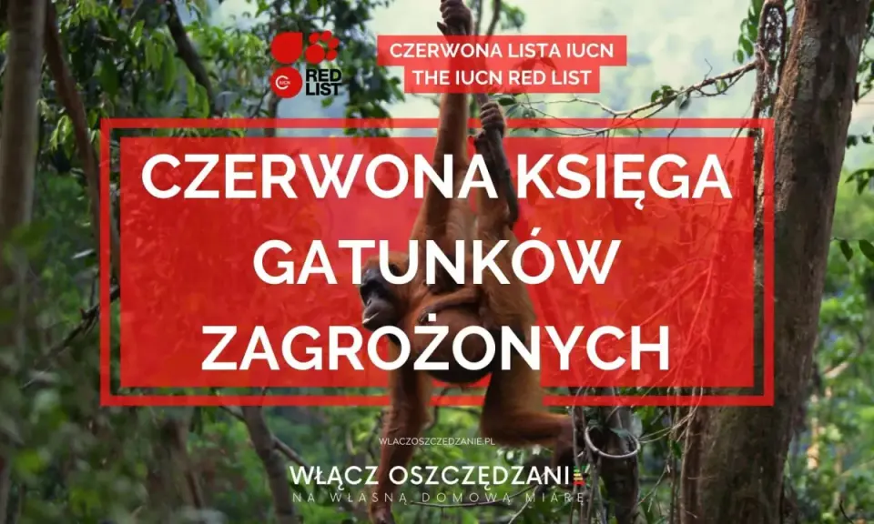 Orangutan z dzieckiem wisi na drzewie. Nad nimi napis "CZERWONA KSIĘGA GATUNKÓW ZAGROŻONYCH", informujący o liście IUCN.