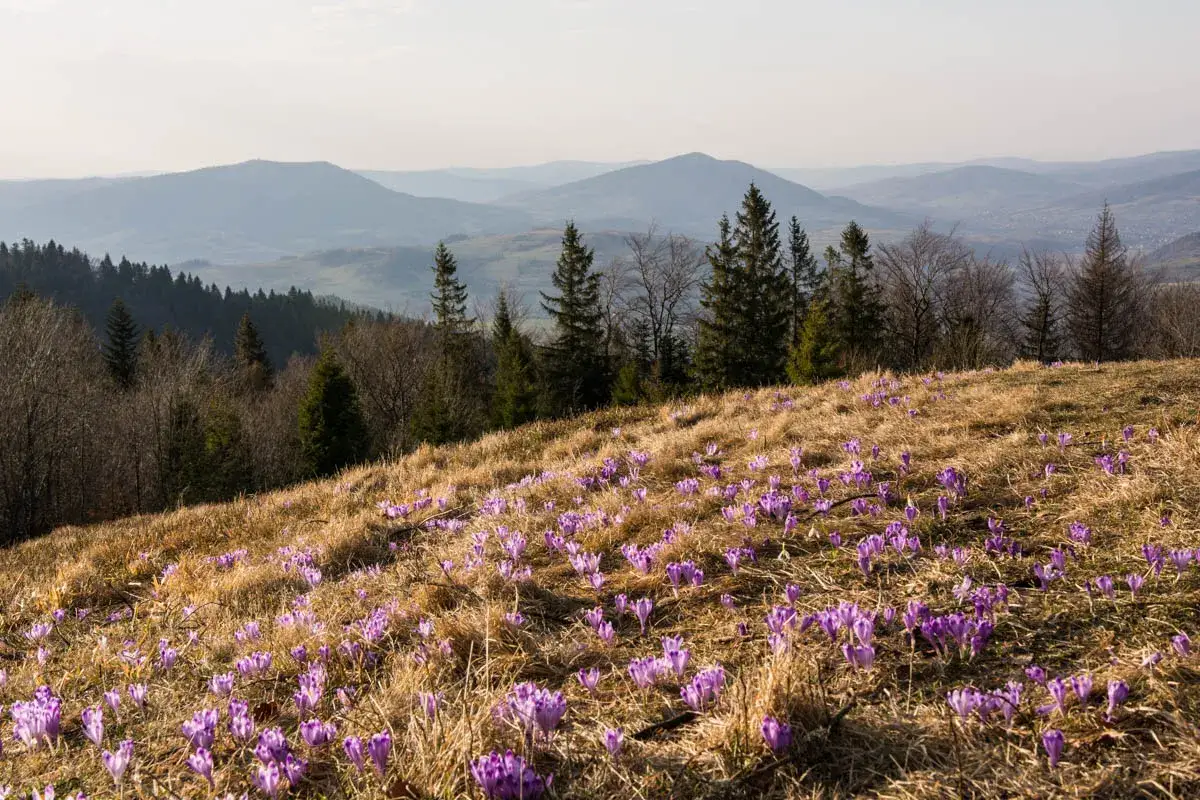 Wiosna na Turbaczu. Fioletowe krokusy kwitną na zboczu, a w tle widać łagodne pasma g&oacute;rskie. Idealne miejsce na szlaki.