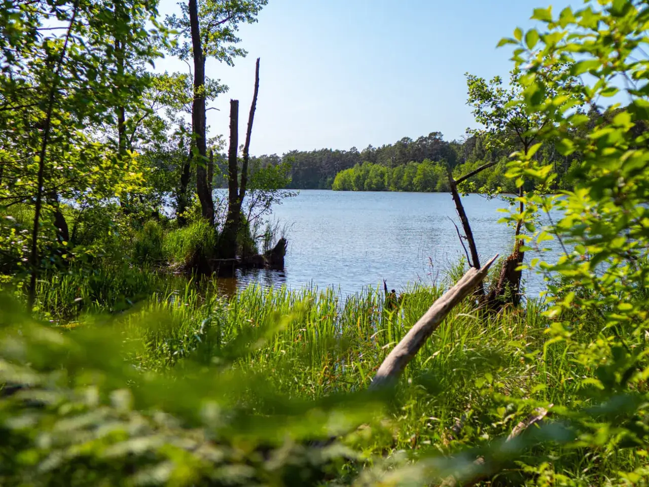 Spokojna tafla jeziora w Słowińskim Parku Narodowym, otoczona bujną zielenią i dzikimi drzewami.